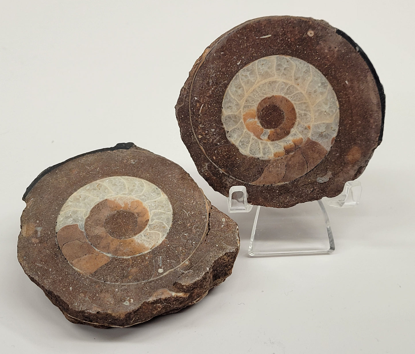 Indonesian Ammonite