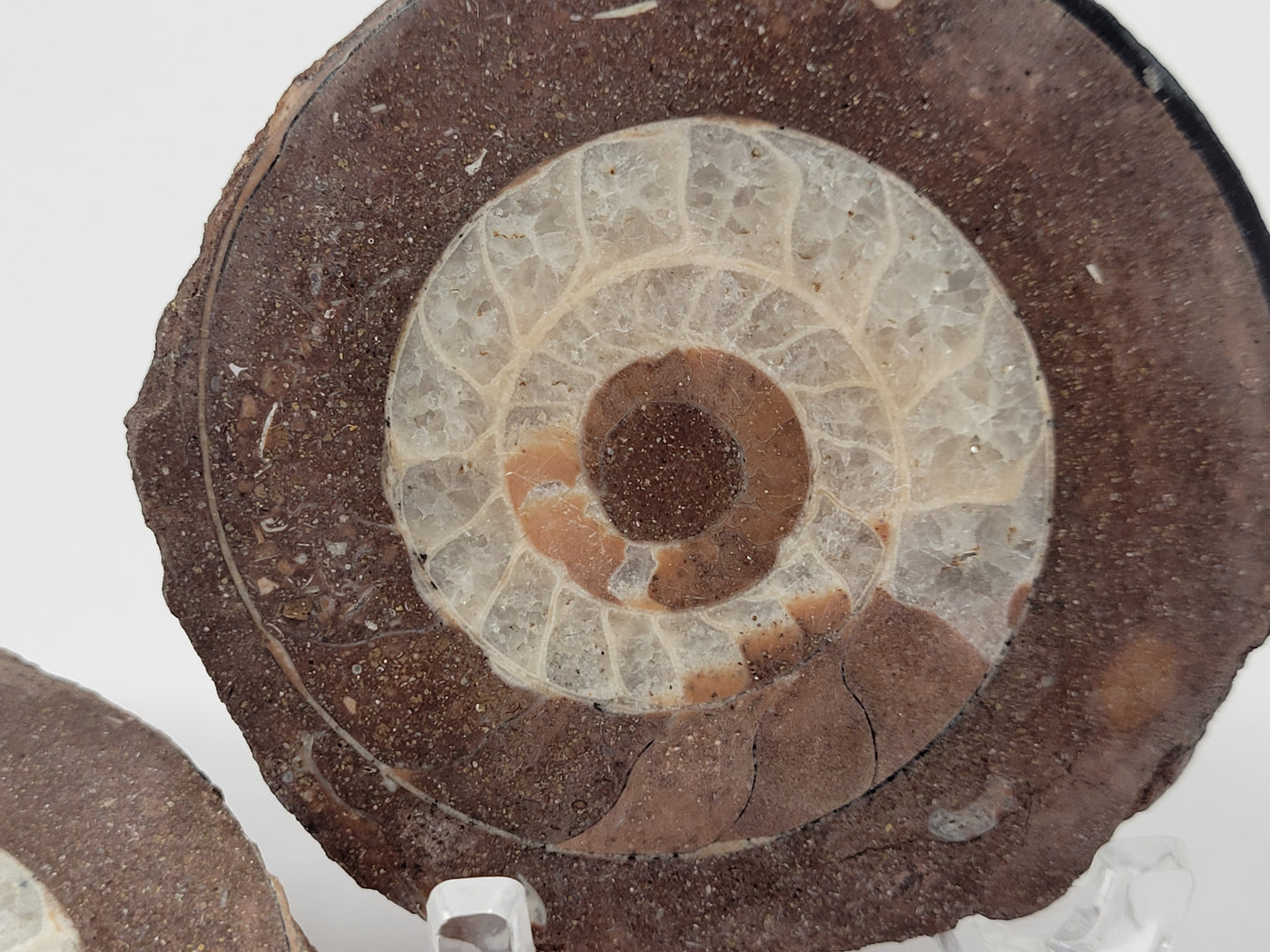 Indonesian Ammonite