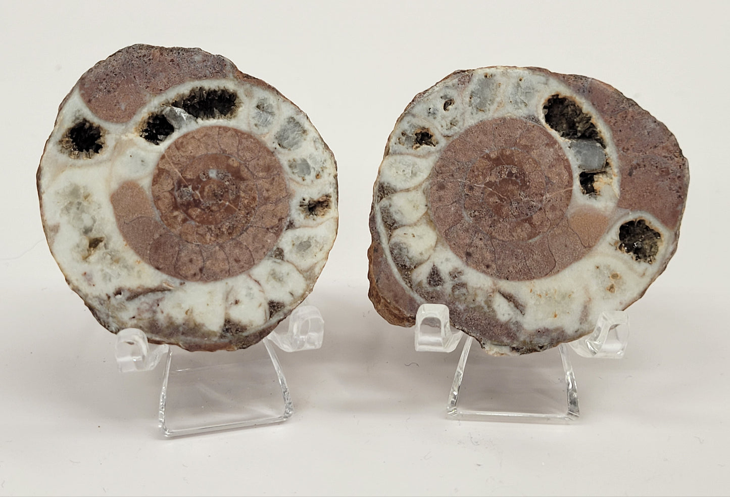 Indonesian Ammonite