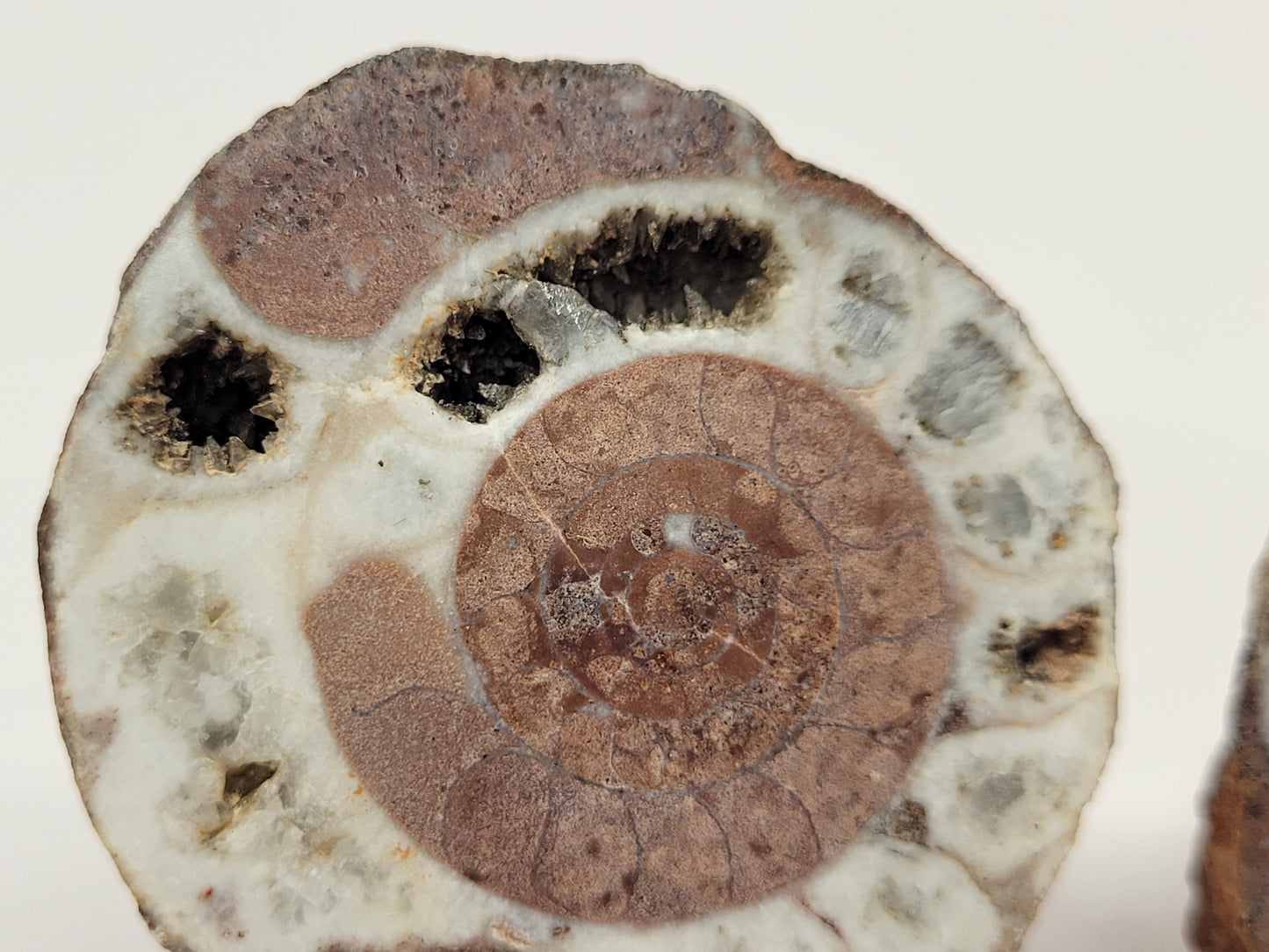 Indonesian Ammonite