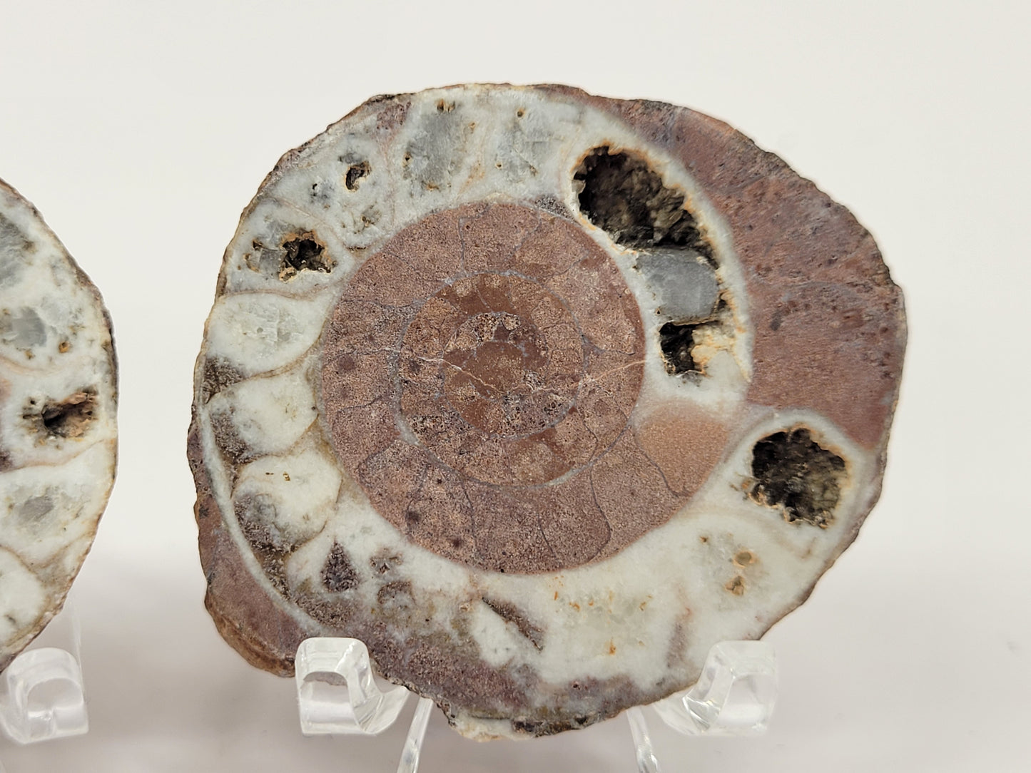 Indonesian Ammonite