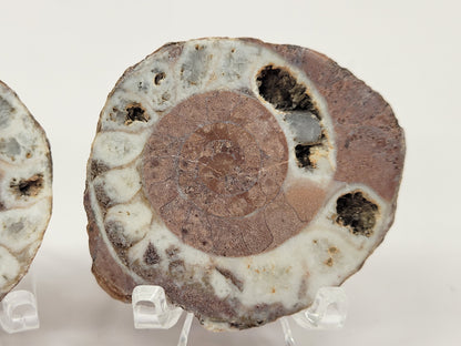 Indonesian Ammonite