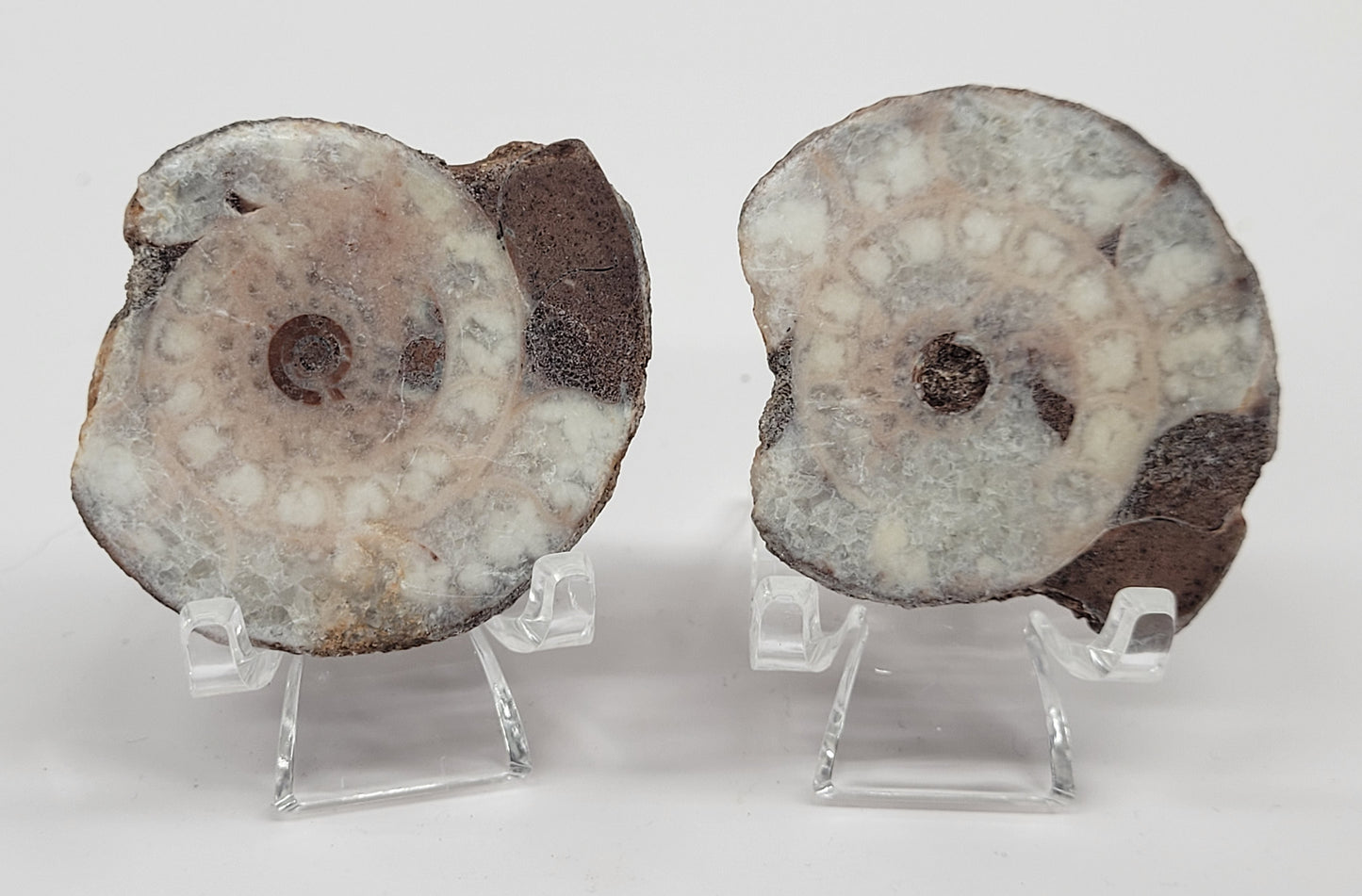 Indonesian Ammonite