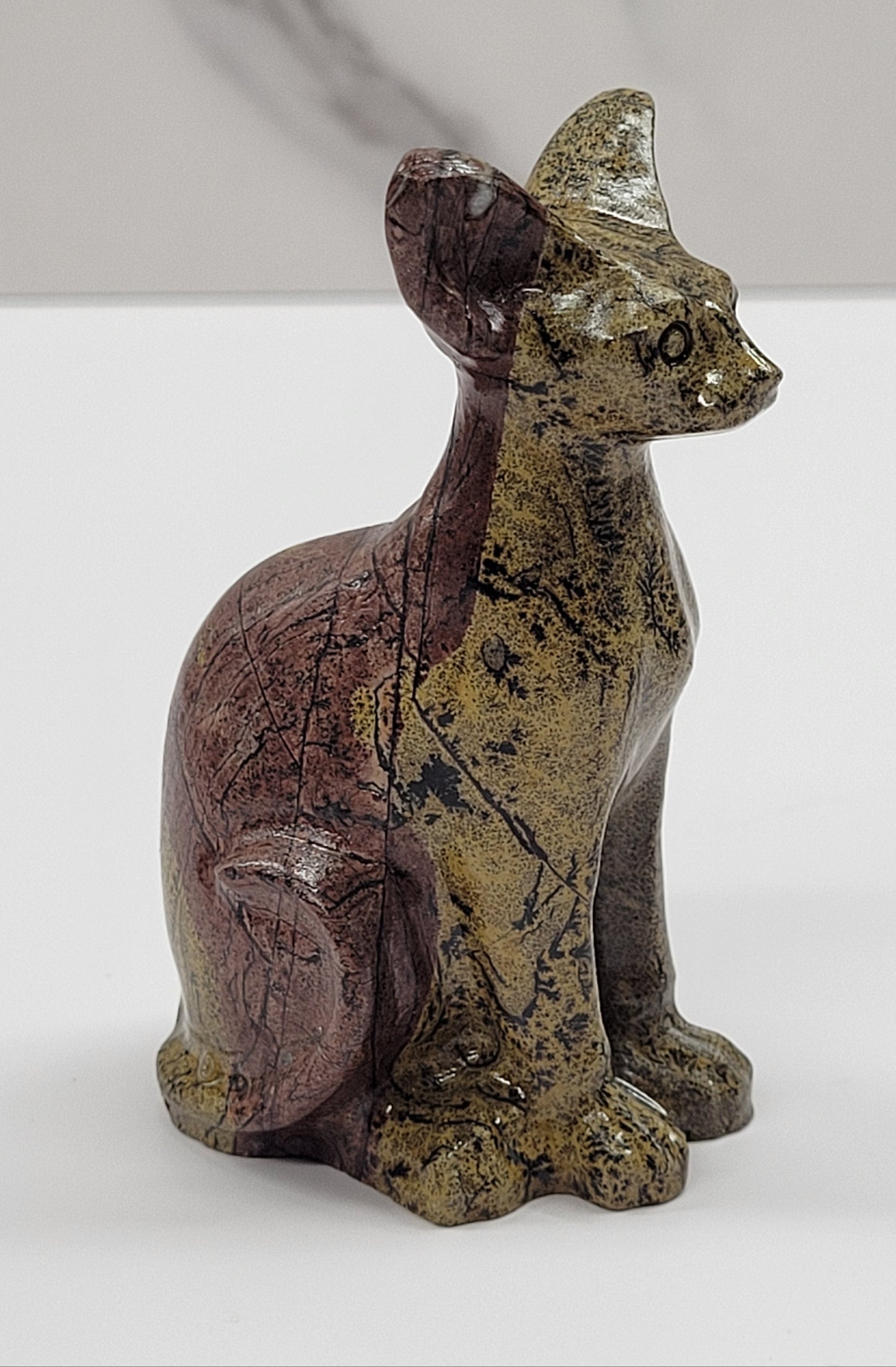 Egyptian cat (Sphinx cat) - Picture Jasper