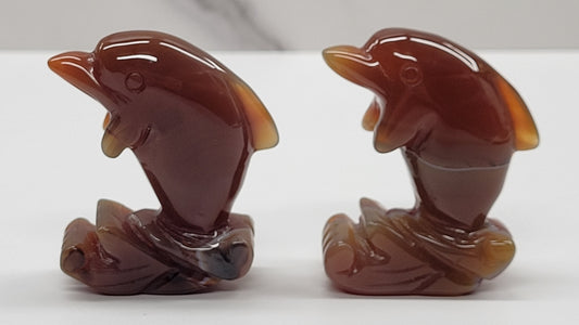 Carnelian dolphin