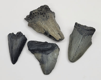 Megaladon teeth