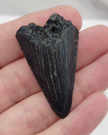 Megaladon teeth