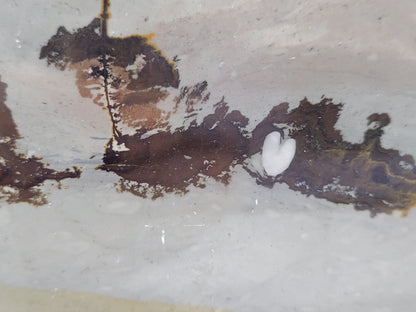 Picture Jasper book