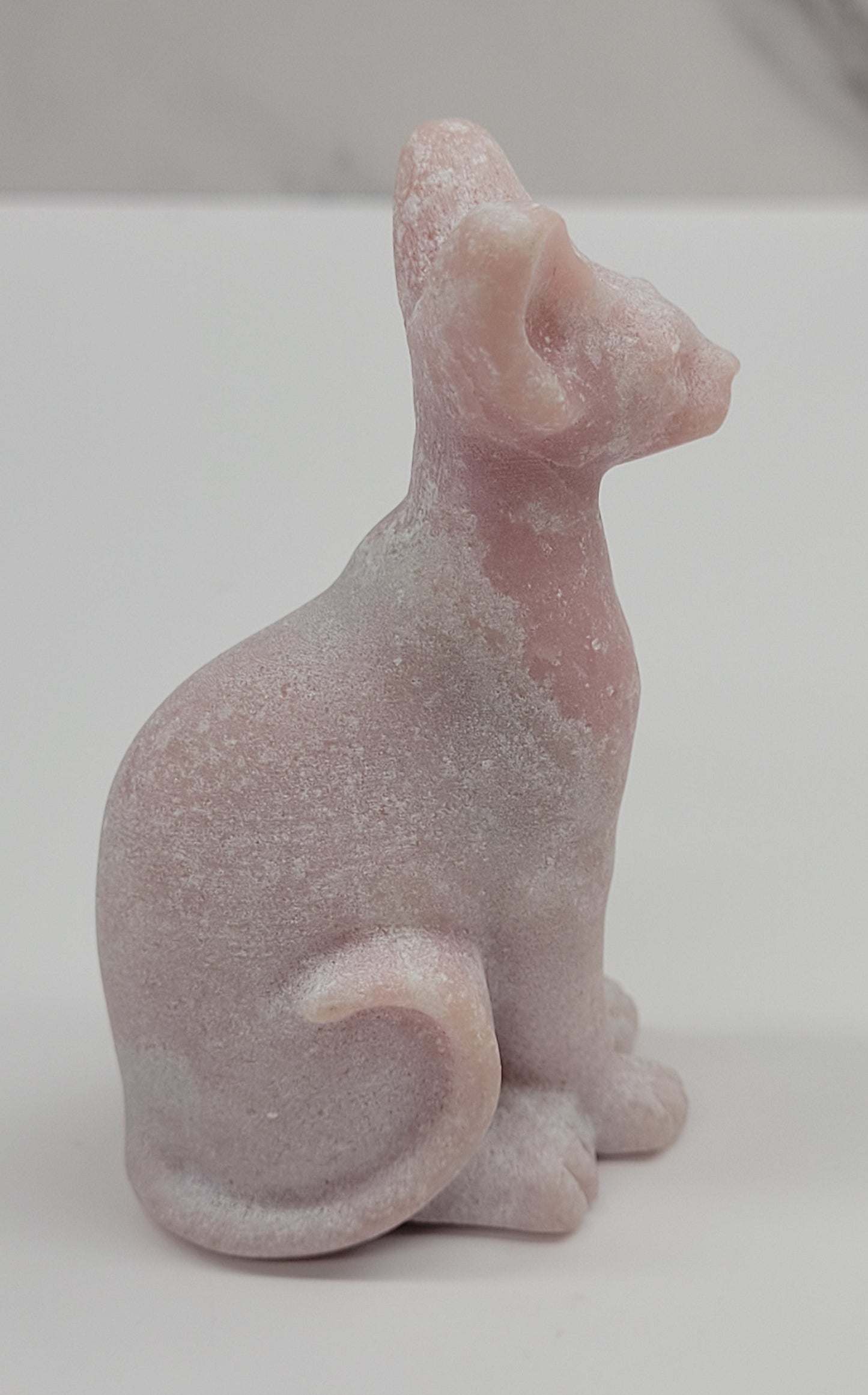 Egyptian Cat (Mau cat) (medium)