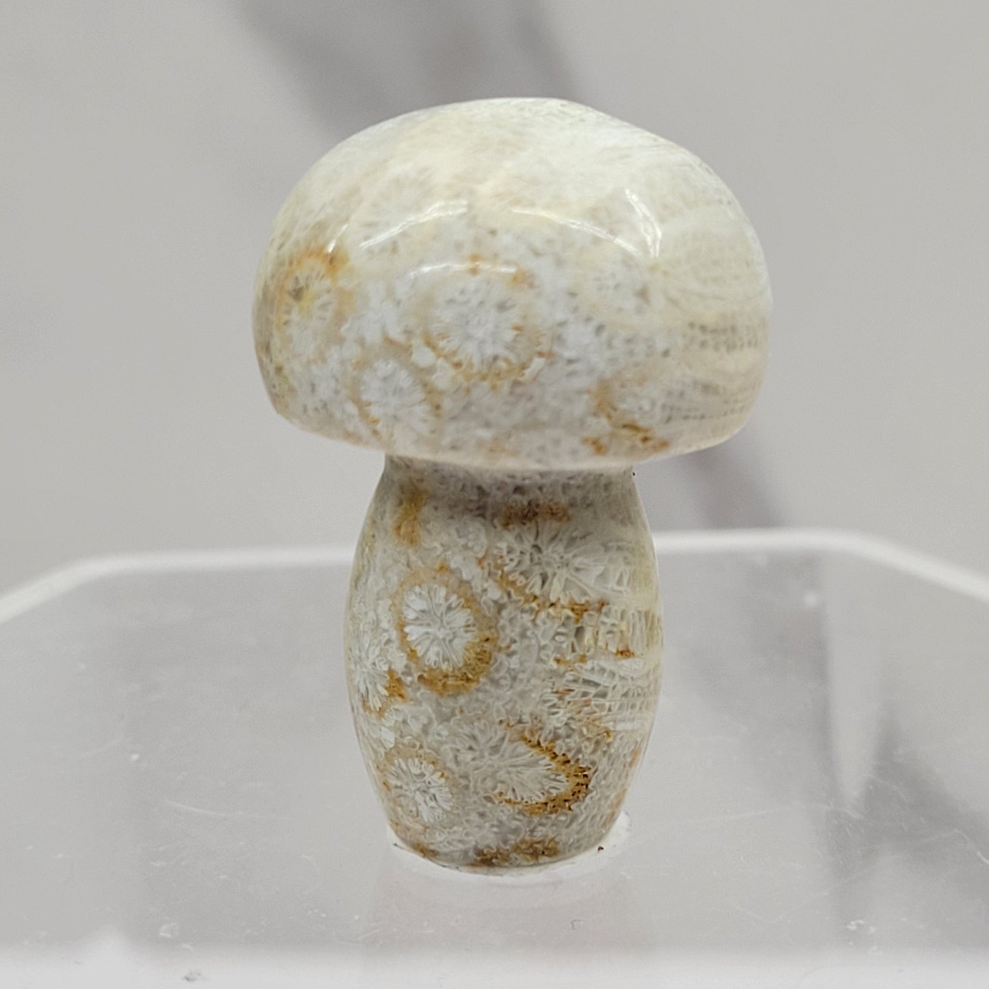 Mushroom (small/medium)