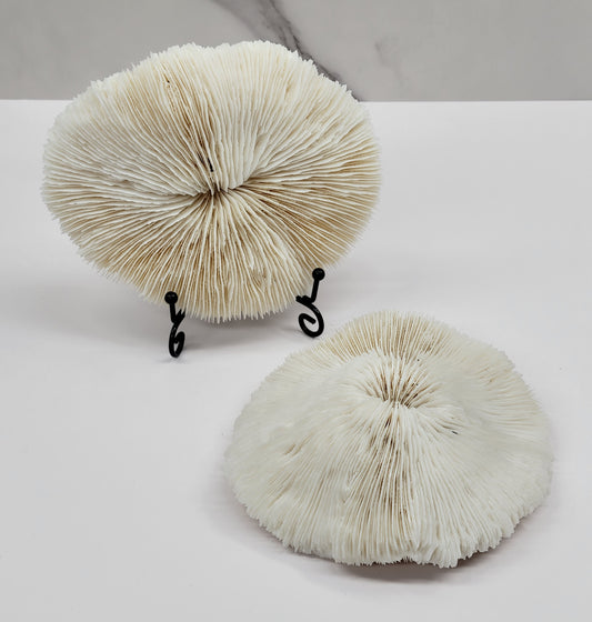 White Coral