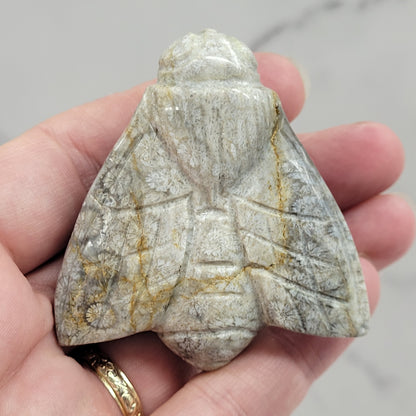 Fossil Coral Jasper bee