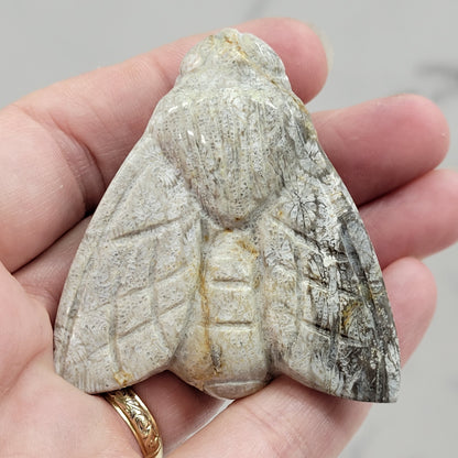 Fossil Coral Jasper bee