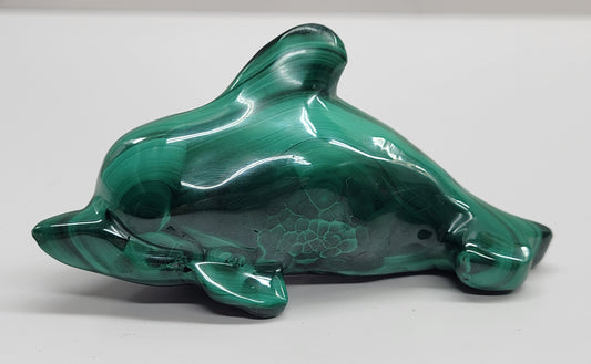 Malachite dolphin