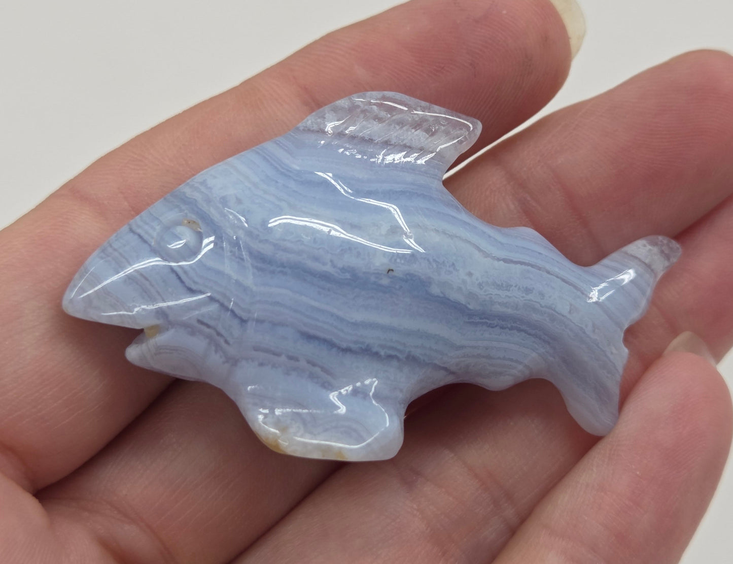 Blue Lace shark carving