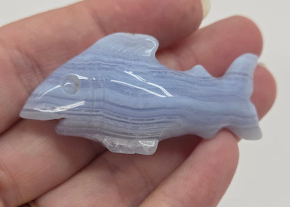 Blue Lace shark carving