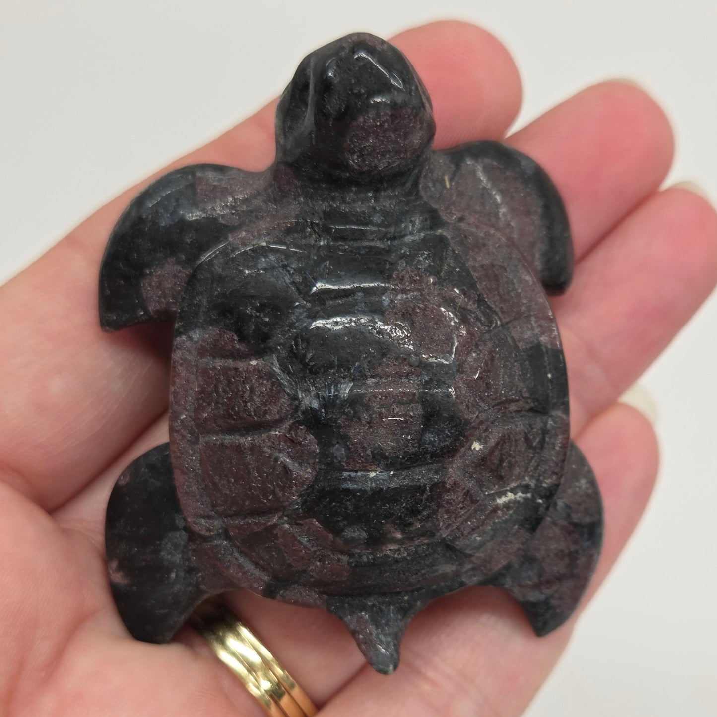 Sea turtle - variety (M)