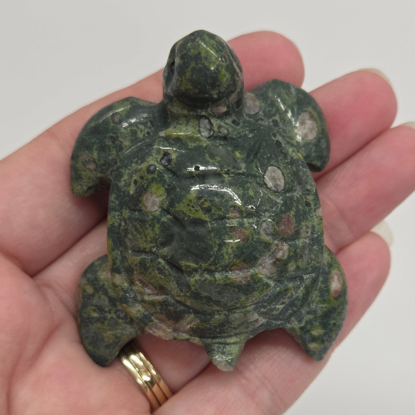 Sea turtle - variety (M)