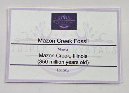 Mazon Creek fossils