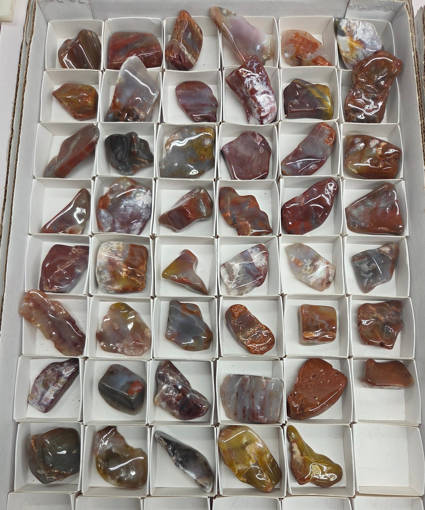 Petrified wood tumble