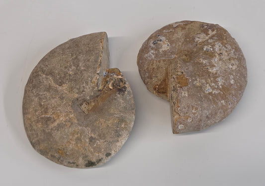 Ammonite fossil (small)