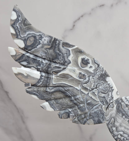 Close up of Zebra Calcite wing in white, black and tan, with banding and patterns