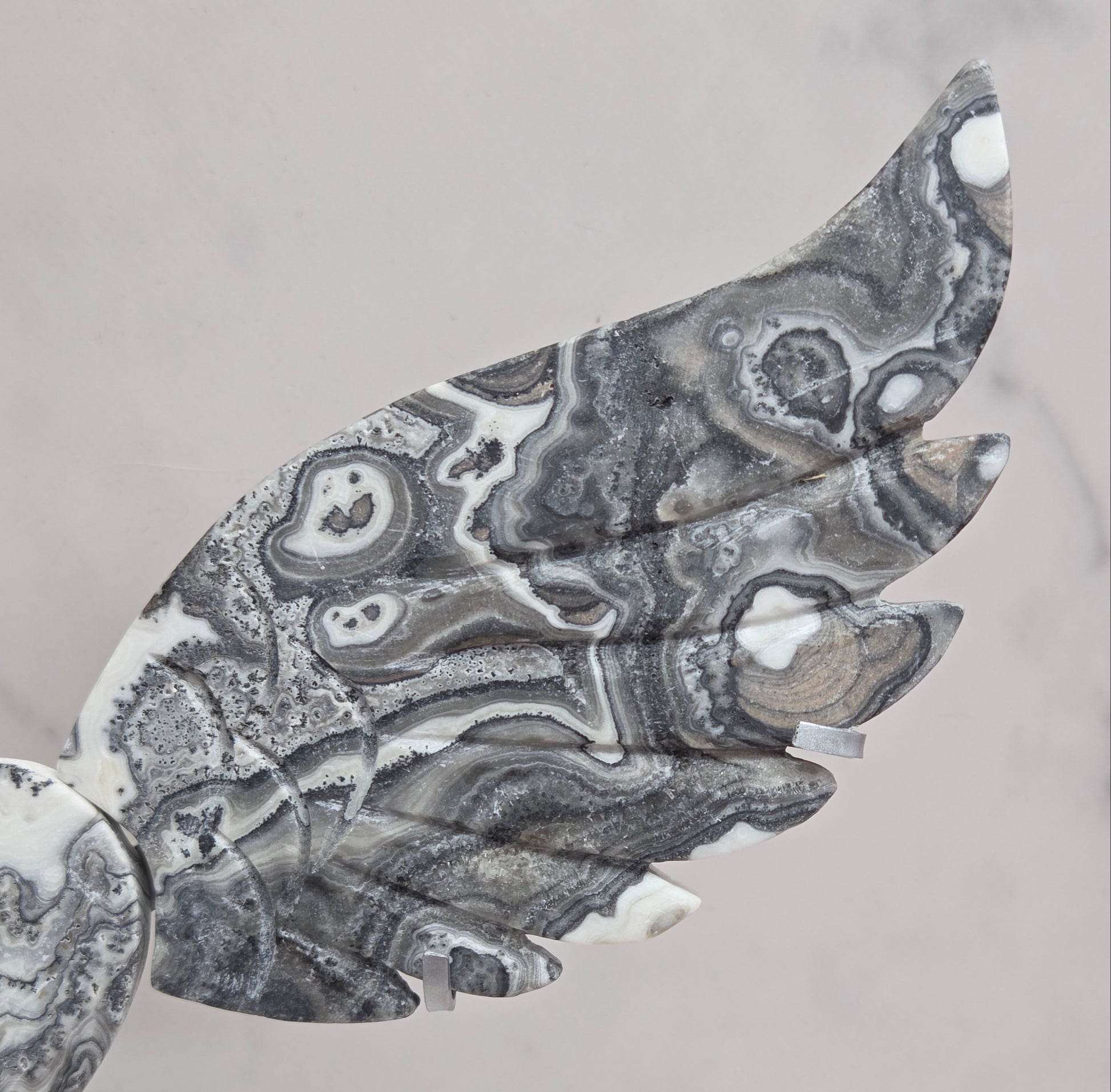 Close up of Zebra Calcite wing in white, black and tan, with banding and patterns