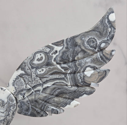 Close up of Zebra Calcite wing in white, black and tan, with banding and patterns