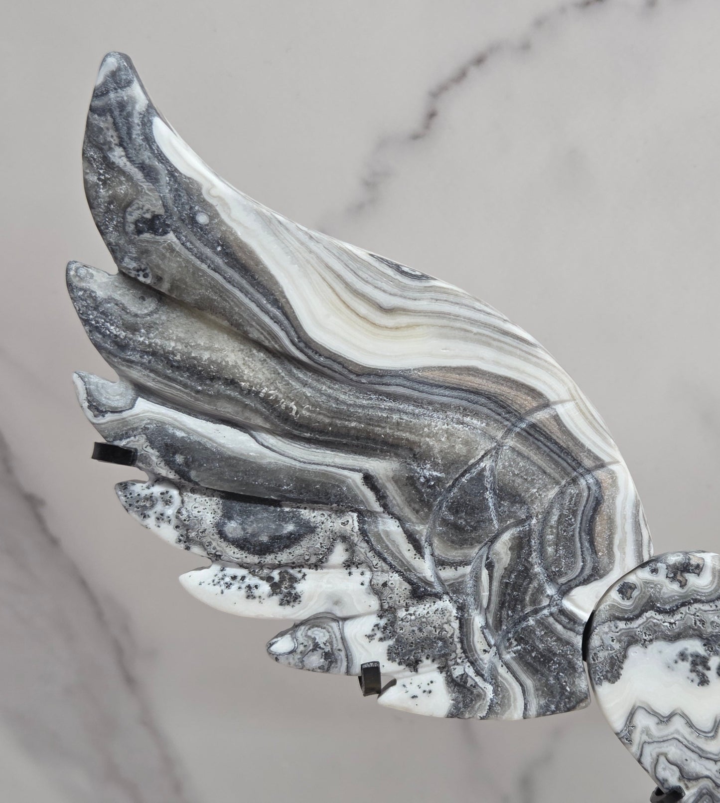 Close up of Zebra Calcite wing in white, black and tan, with banding and patterns