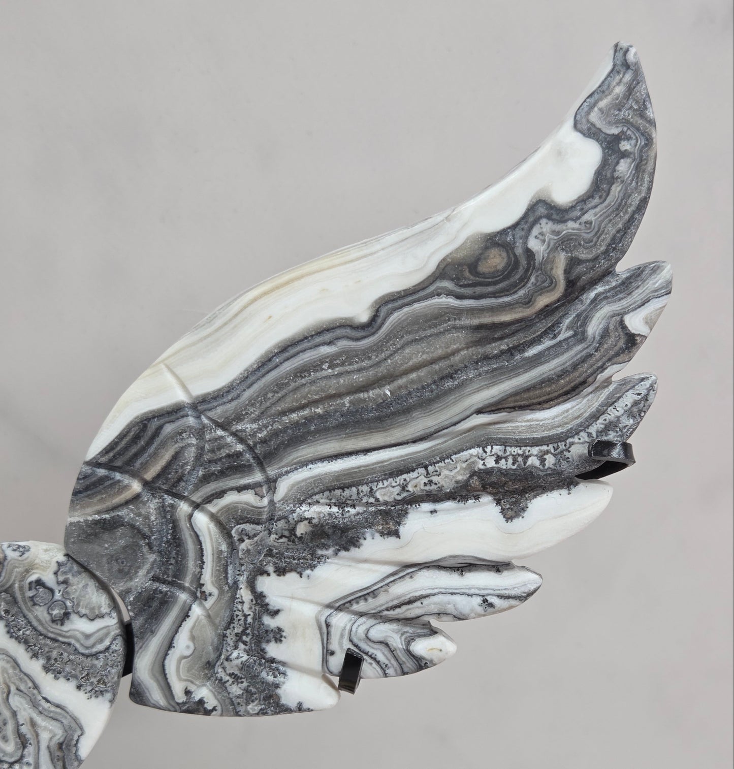 Close up of Zebra Calcite wing in white, black and tan, with banding and patterns