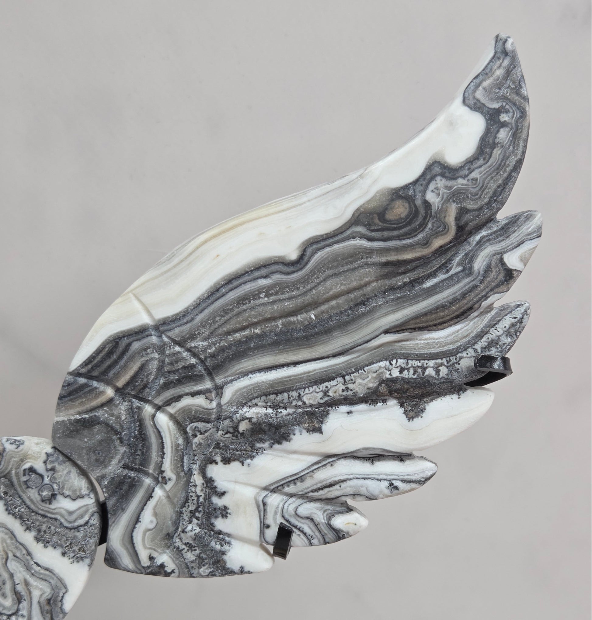 Close up of Zebra Calcite wing in white, black and tan, with banding and patterns