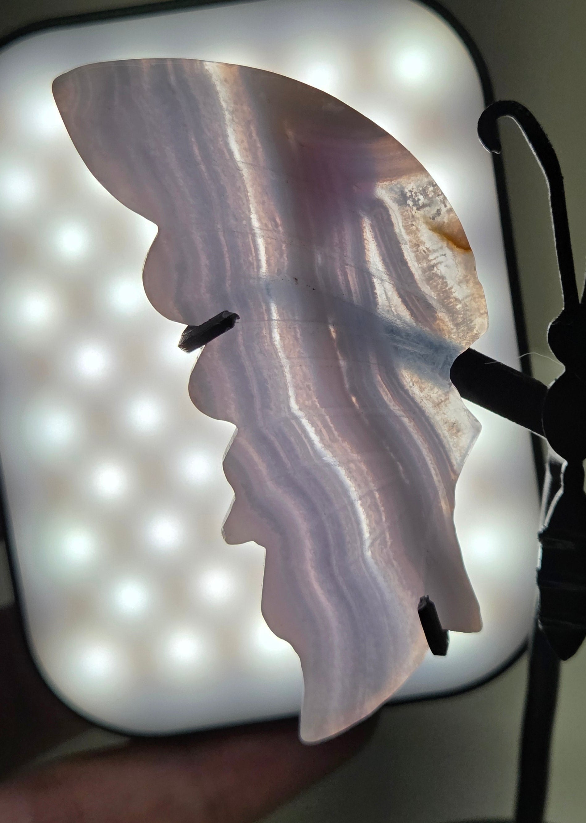 Backlit Blue Lace Agate butterfly wing to show banding and translucency