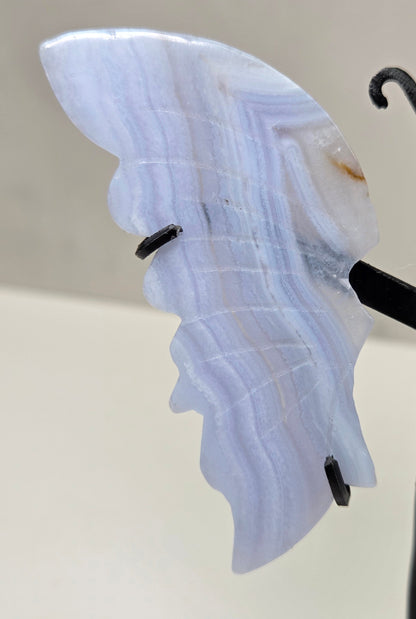 Close-up of Blue Lace Agate butterfly wing with banding