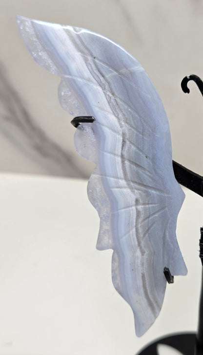 Close-up of Blue Lace Agate butterfly wing with banding