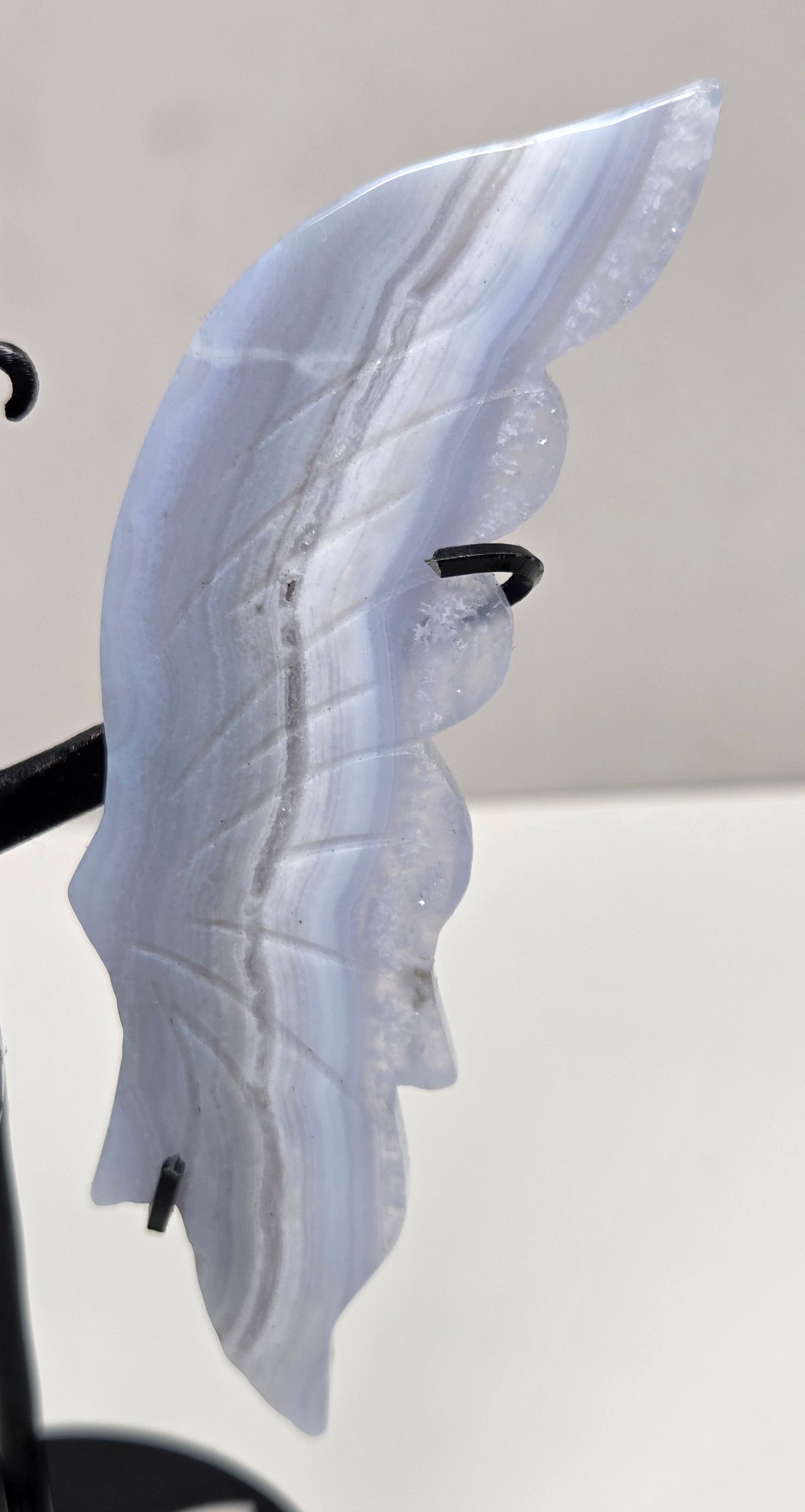 Close-up of Blue Lace Agate butterfly wing with banding