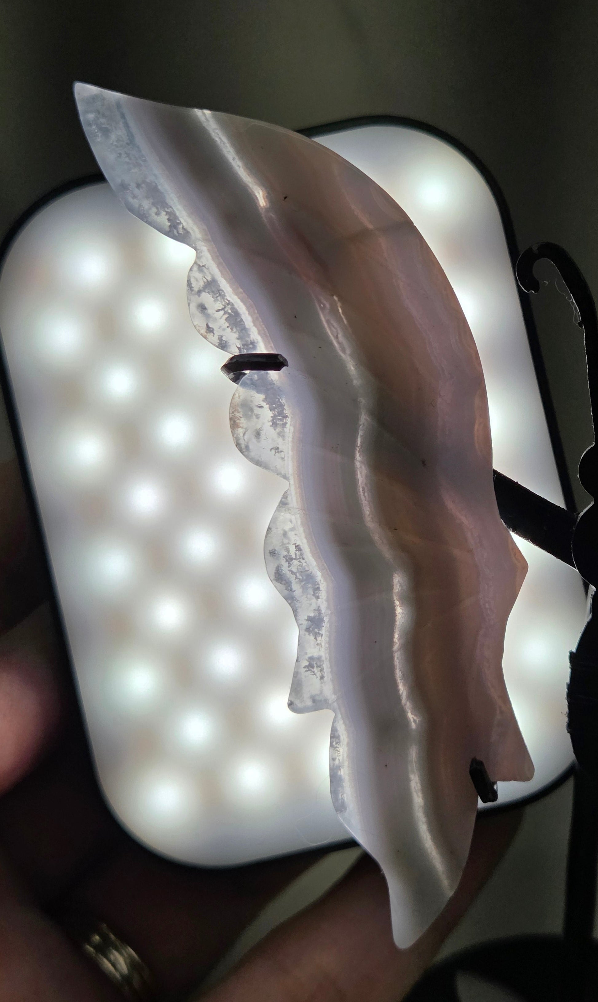 Backlit Blue Lace Agate butterfly wing to show banding and translucency