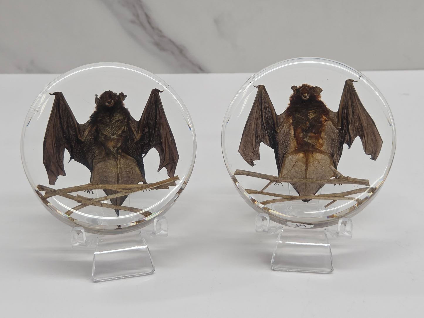 Two taxidermy bats encased in clear acrylic spheres on a white surface.