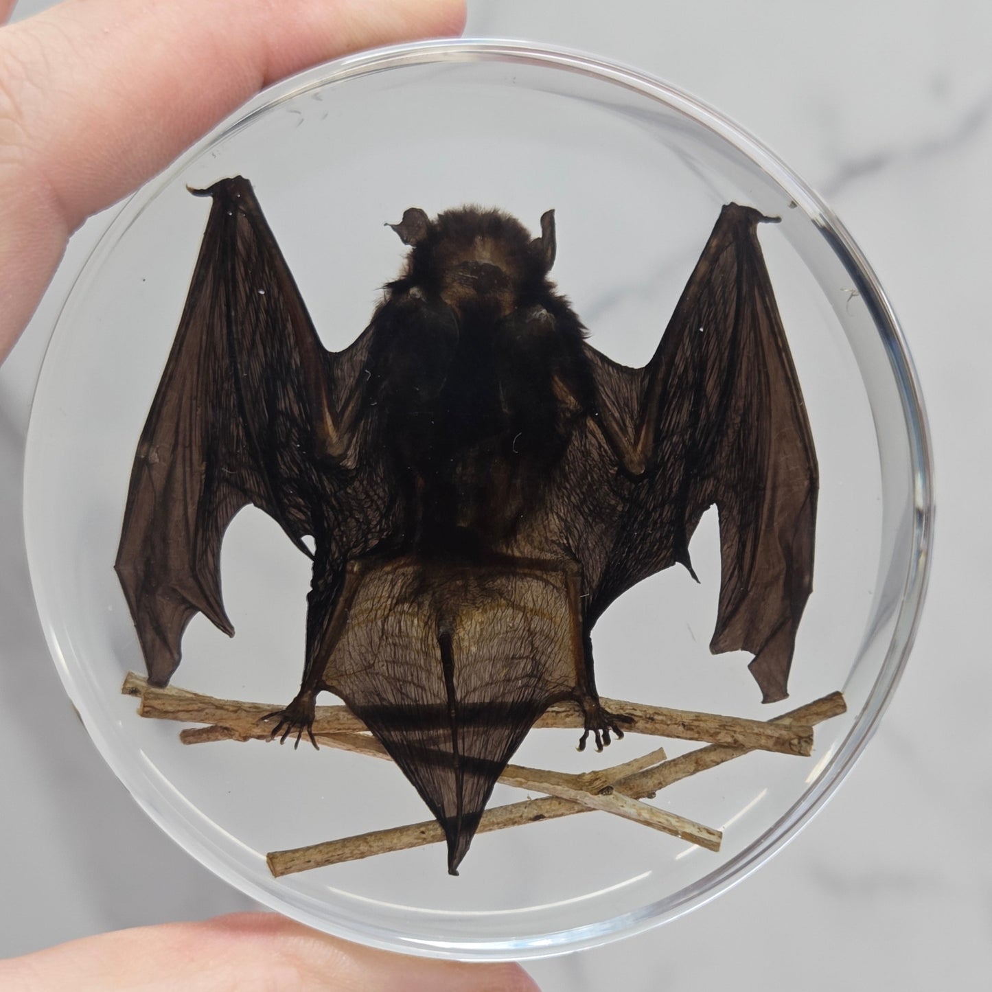 Dried bat specimen inside resin held by a person.