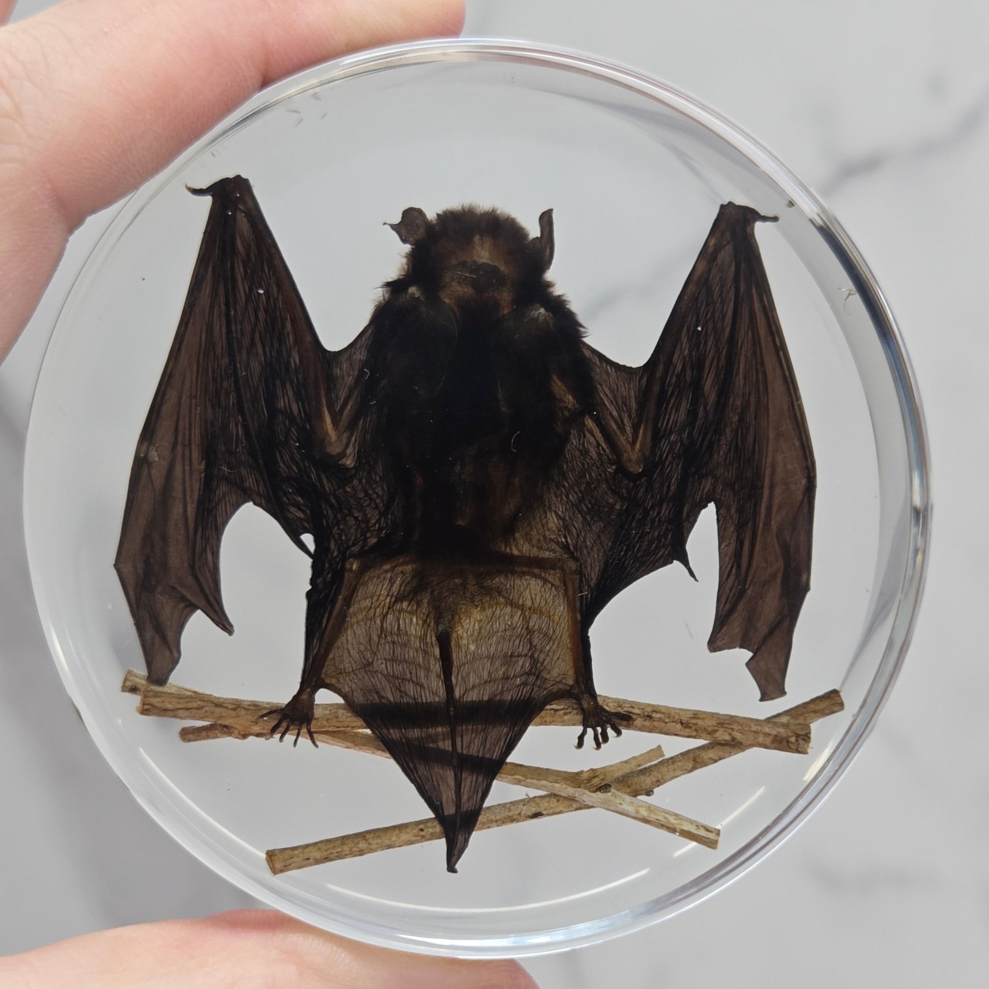 Dried bat specimen inside resin held by a person.