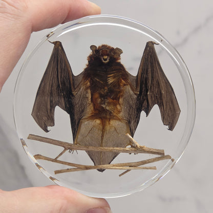 Dried bat specimen inside resin held by a person.