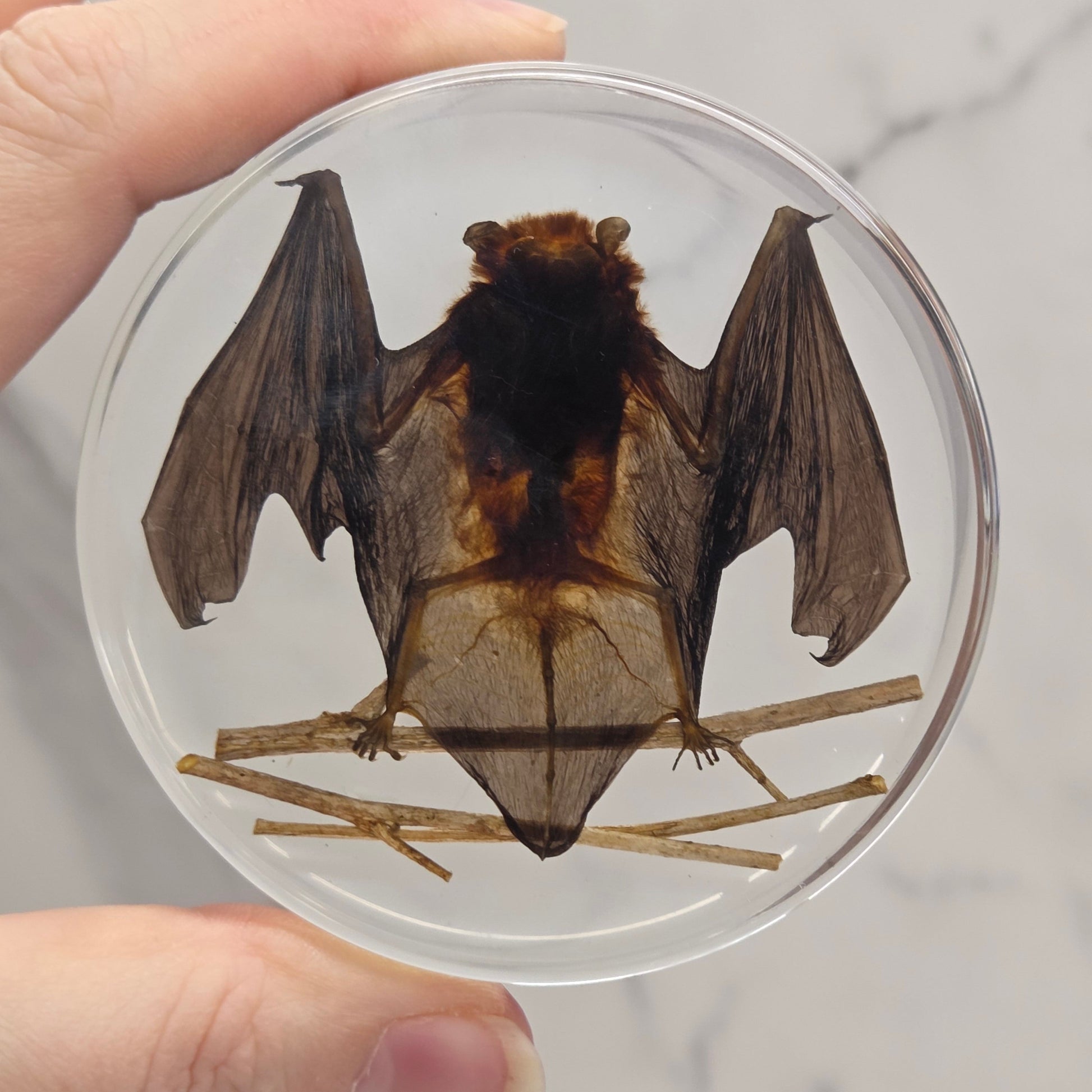 Dried bat specimen inside resin held by a person.