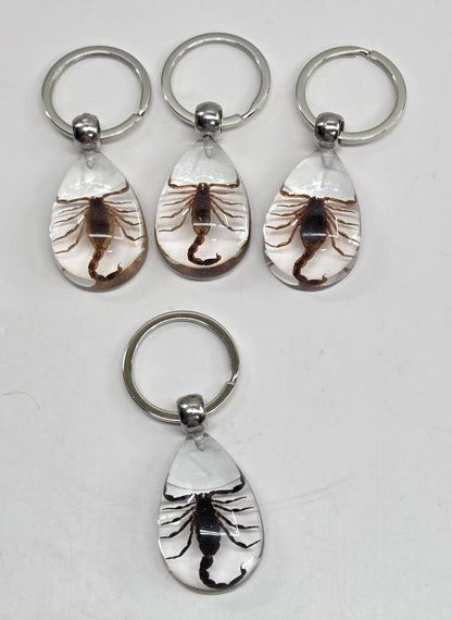 Keychains with a scorpions encased in clear resin on a light gray background