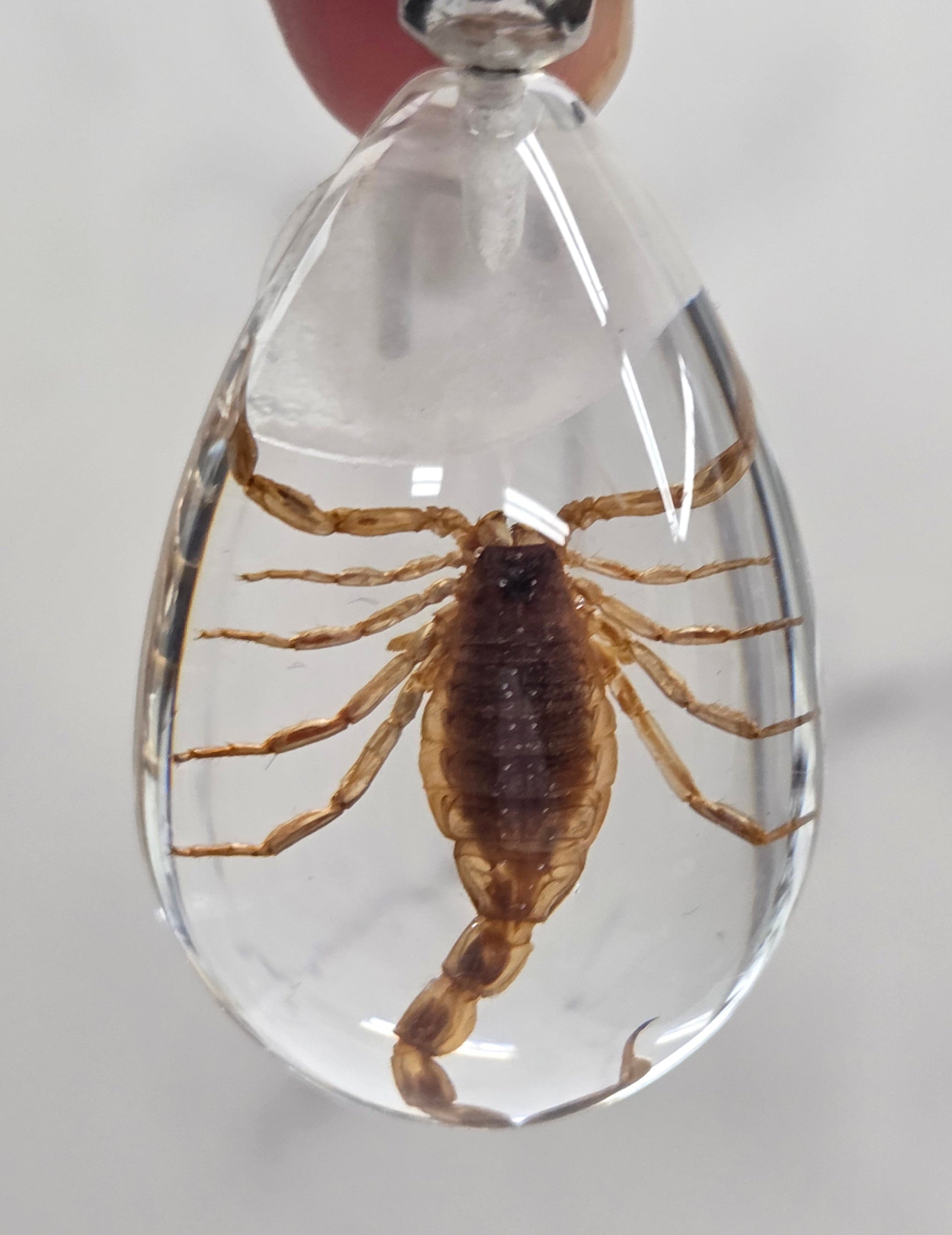 Keychain with a scorpion encased in clear resin on a light gray background