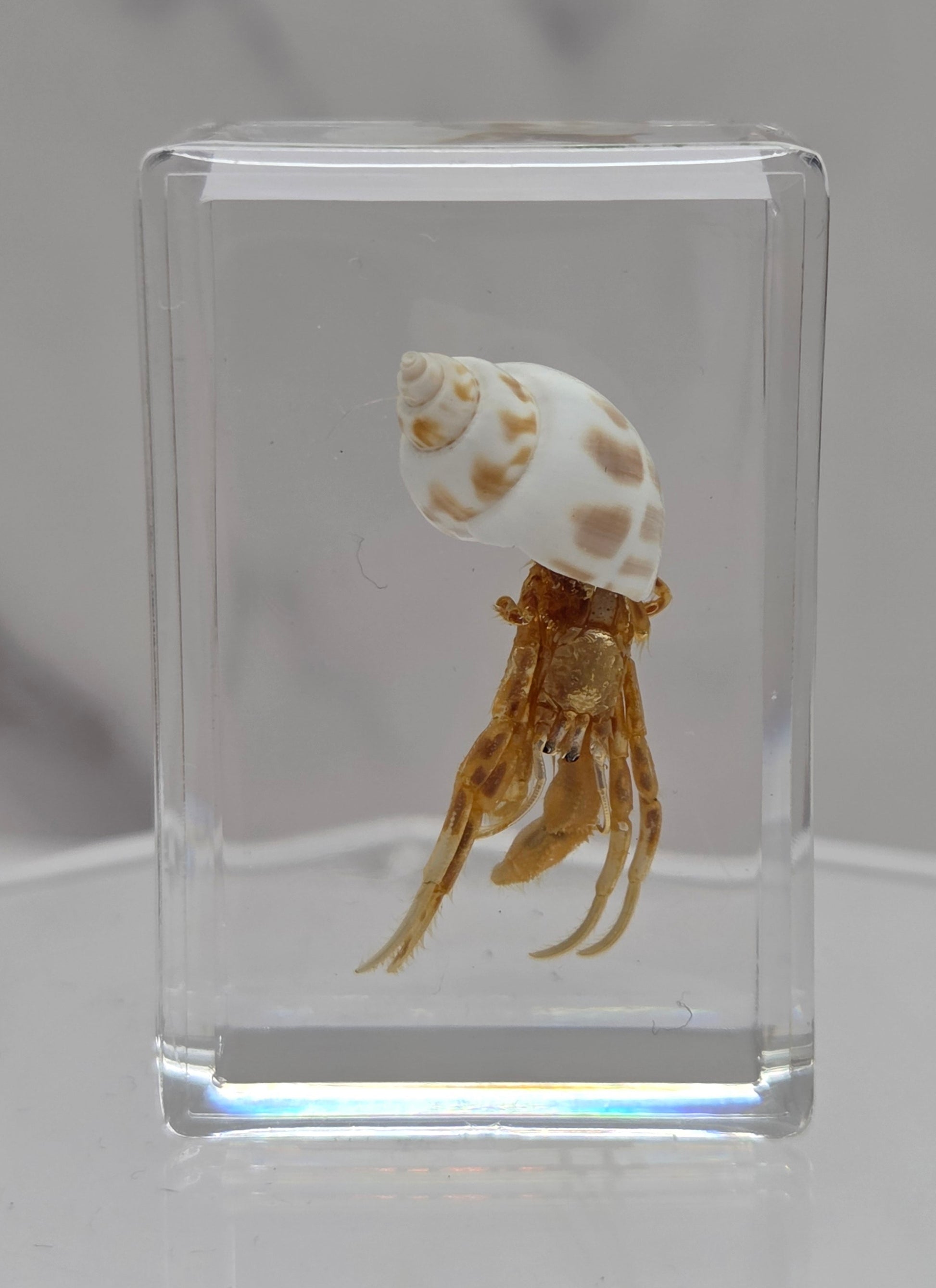 Fossilized crab and shell encased in resin on a light gray background