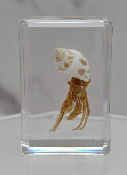 Fossilized crab and shell encased in resin on a light gray background