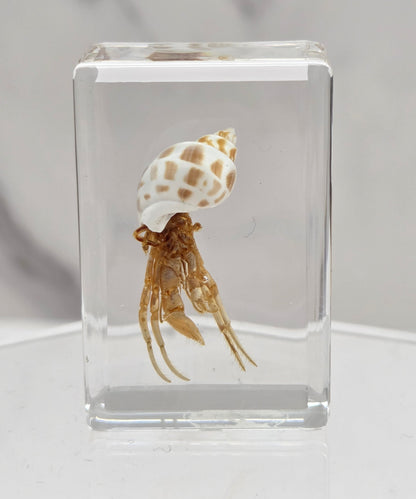 Fossilized crab and shell encased in resin on a light gray background