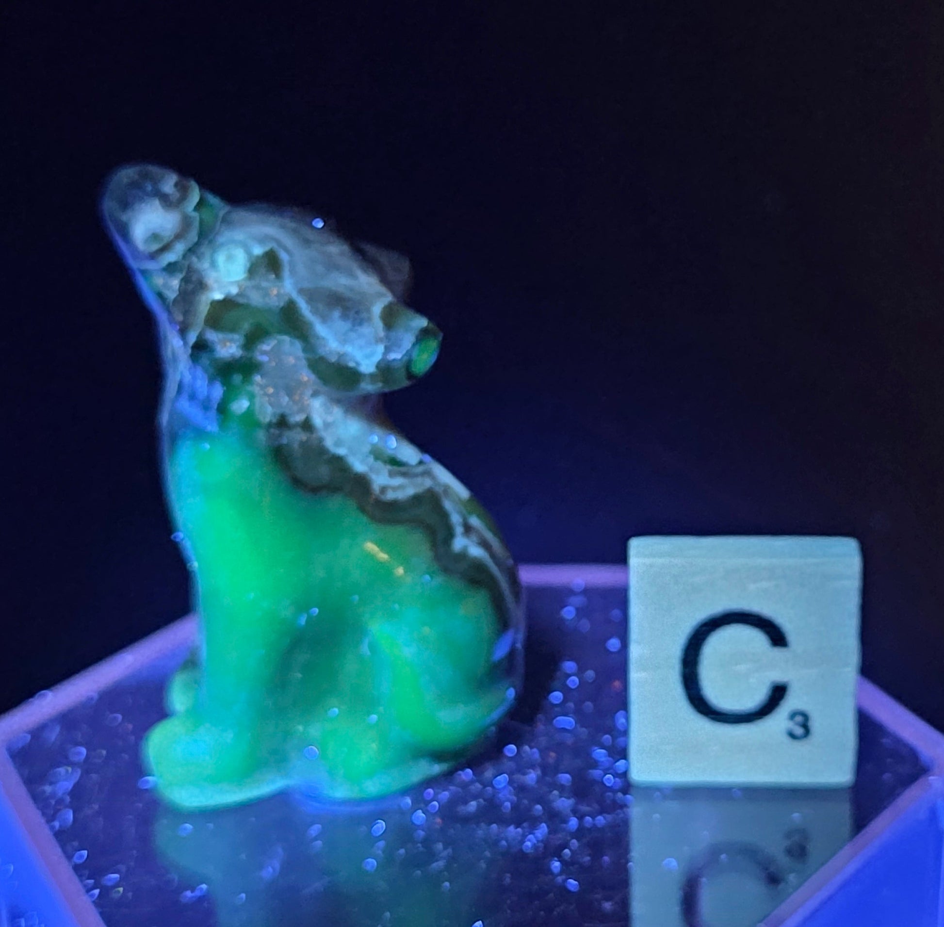 Volcano Agate wolf carving on a clear stand, next to a wooden block with 'C' under UV light