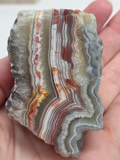 Hand holding a Laguna lace agate specimen with colorful banding on a wooden stand with a neutral background