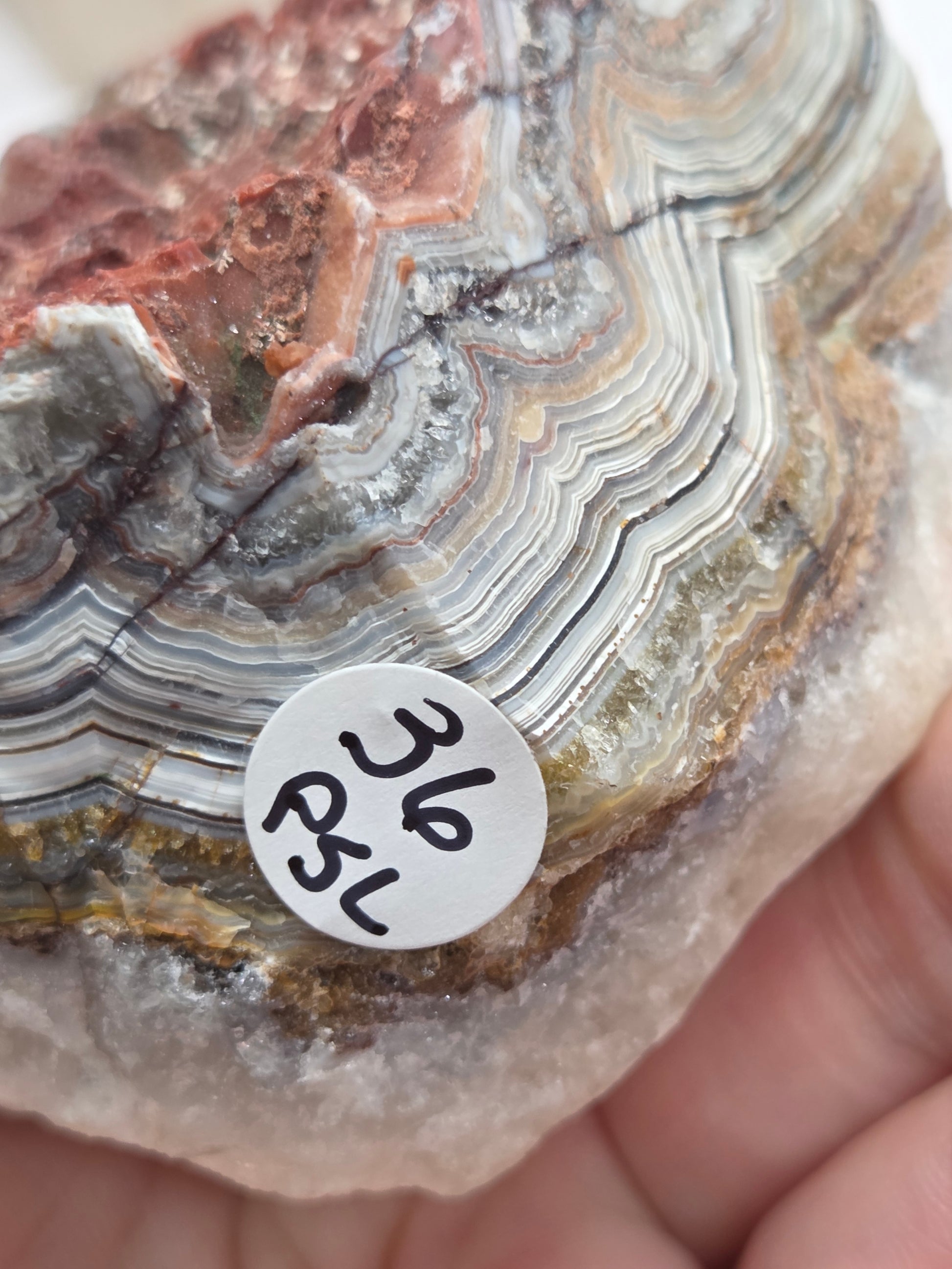 Close-up of a Laguna lace agate specimen with colorful banding being held by a hand with a neutral background