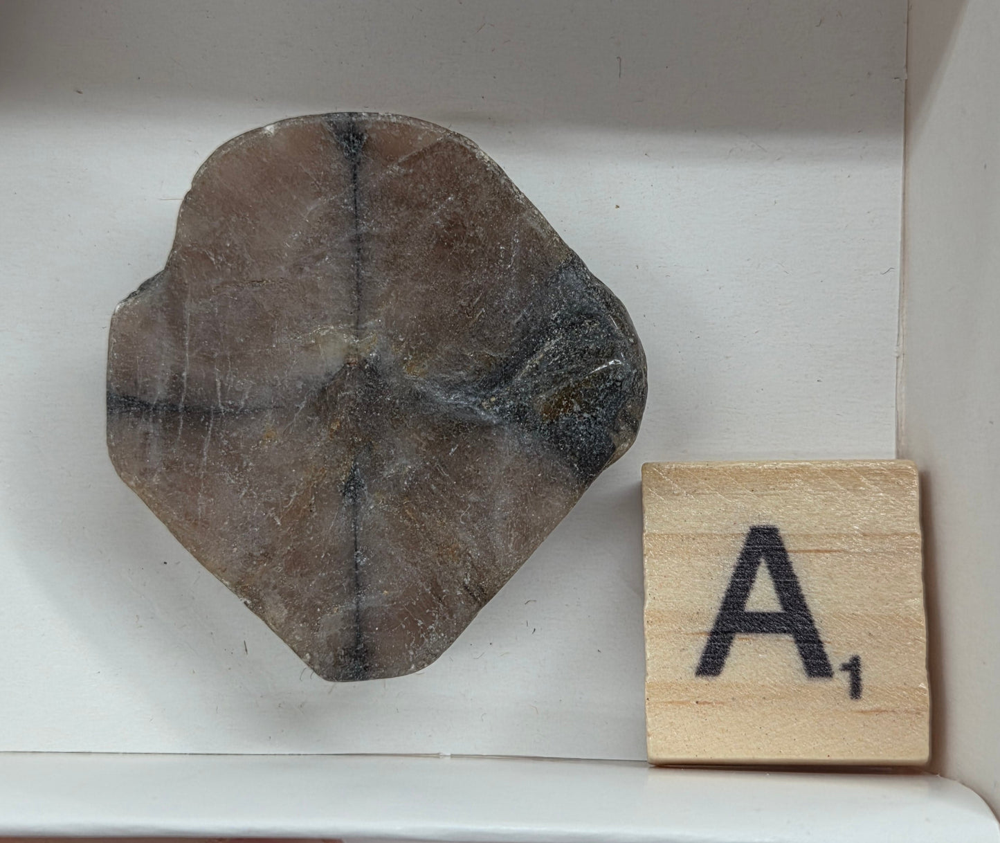 Chiastolite mineral with brown and black coloring, in a white box, with a letter